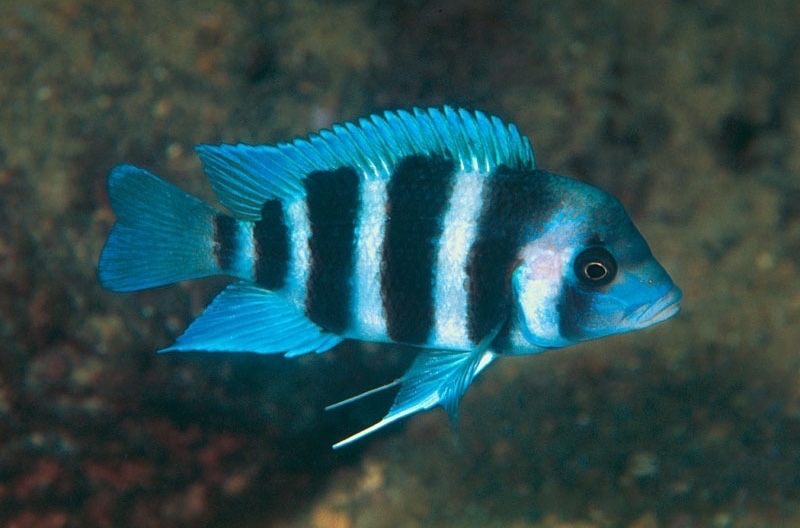 Cyphotilapia gibberosa 'Msalaba'